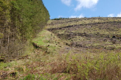 Photo 6x4 Before and after felling Craik/NT3408 Mature trees bordering a c2009