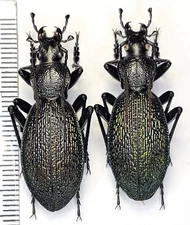 Carabidae,Carabus(Megodontus)caelatus sp.metalkanus,A1,2male,red-gold,Montenegro