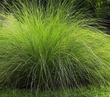 1500+ Weeping Love Grass Seeds **Fresh Seeds** ~~Free Shipping~~