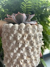 Maceta de hormigón con calaveras - Maceta suculenta de cemento hecha a mano, hecha a mano en Texas