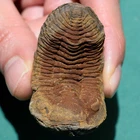 Trilobite, Eldredgeia venustus: Bolivia devonian trilobite fossil