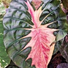 Colocasia Live Bulb Pink Horizon Tuber New Hybrid Free Phytosanitary Certificate