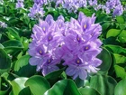 Florida Water Hyacinth Tropical Aquatic Floating Pond Plant