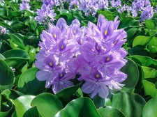 Florida Water Hyacinth Tropical Aquatic Floating Pond Plant Jumbo Size 
