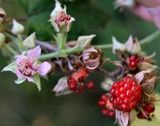 Rubus moluccanus | Ceylon Blackberry | Eelkek | 20_Seeds