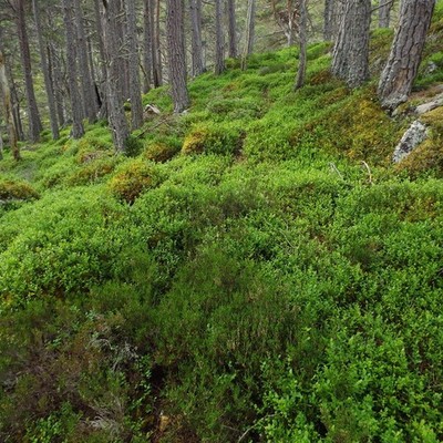 Foto 12x8 Spur Hirschpfad durch Blaubeerbank oberhalb Coire Buidhe bei c2017