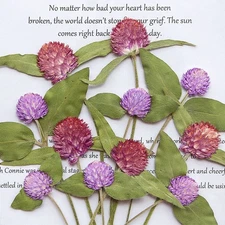 12PCS Pressed Dried Gomphrena Purple Globosa Flower with Leaves and Stem FSS79