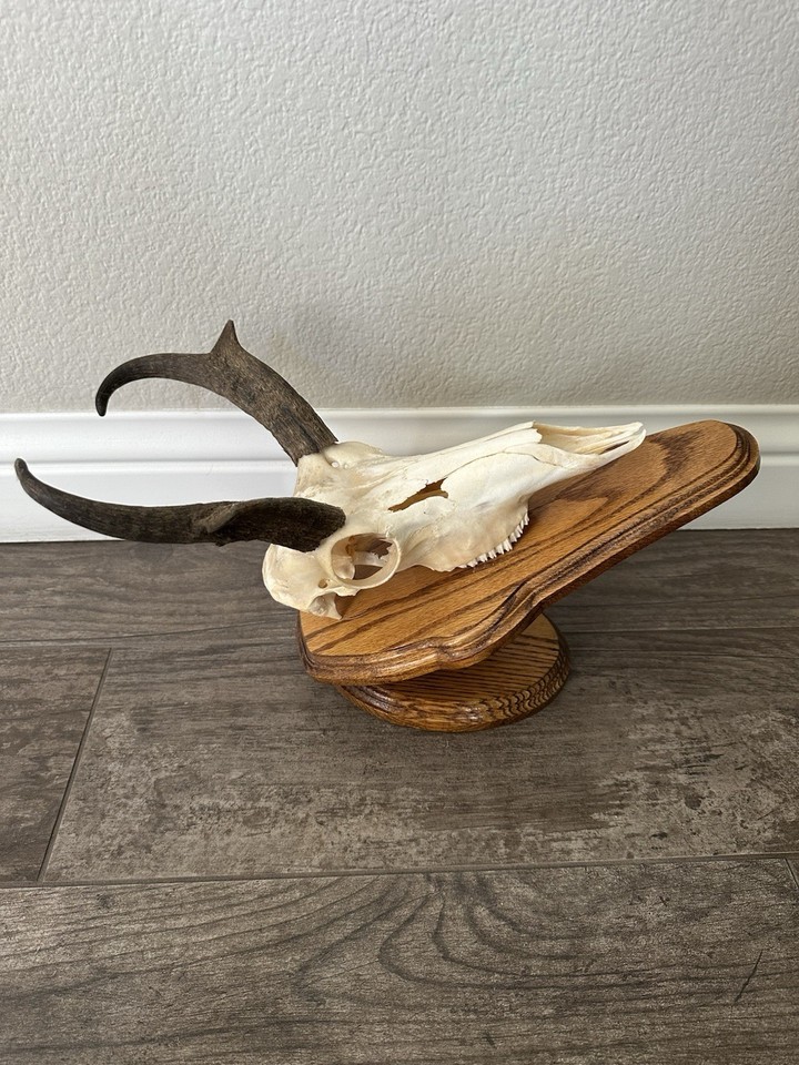 PRONGHORN ANTELOPE EUROPEAN SKULL MOUNT eBay