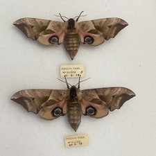 A massive pair of  BritishEYED HAWK MOTH S. ocellatus specimens 1978