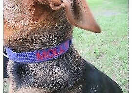 Handmade Adjustable Dog Collars