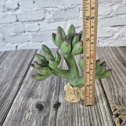 Imagitarium Pink Tipped Cactus Reptile Decor Fish Tank Decoration 5.25" - 第 6/7 張圖片