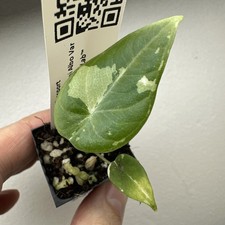 Alocasia Maharani Variegata - Very rare variegated aroid plant ref 03AMAV25