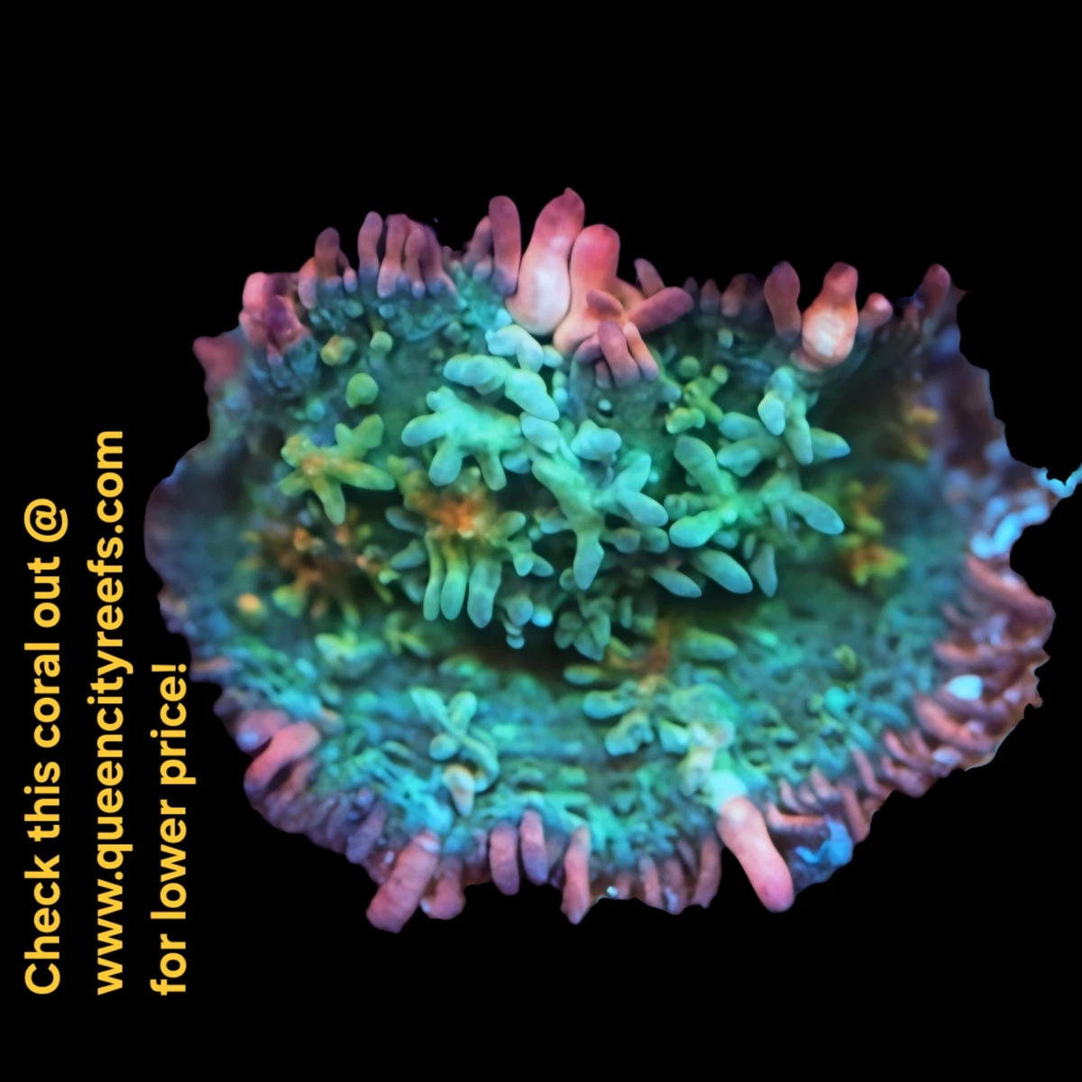 蘑菇珊瑚Marine 水族箱珊瑚和活岩石| eBay