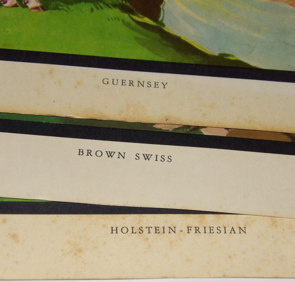 ¡Impresiones de vacas de la industria láctea de California de colección de los años 50! GUERNSEY BROWN SWISS HOLSTEIN! Foto 2 de 4
