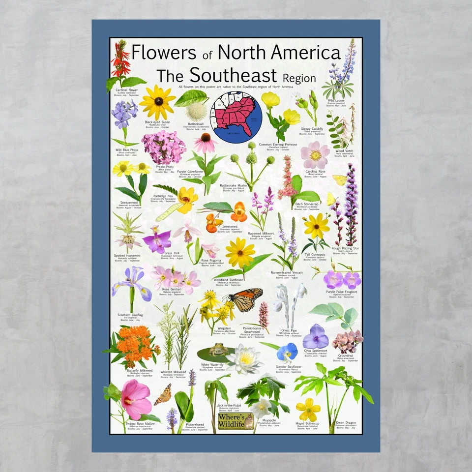 Póster Botanical Symphony: Native Flowers of the Southeast - Guía de flores silvestres Foto 2 de 4