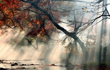 Landscape nature mist sun rays fall trees red leaves Custom Gaming Mat Desk