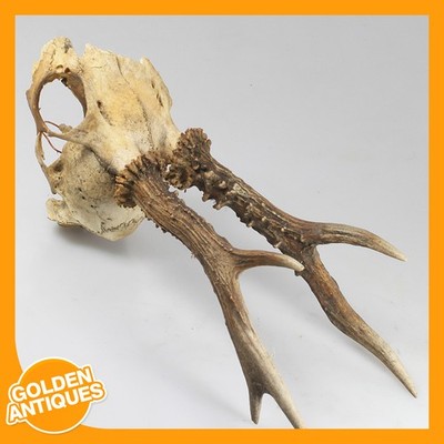 alter Vintage Hirsch Hirsch Rehkopf Schädel Geweih Jagdtrophäe Taxidermie 50er