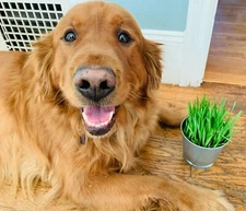 US Seller 2oz Dog Cat Grass Seeds = 800 Sweet Oat+550 Organic Wheatgrass Seeds