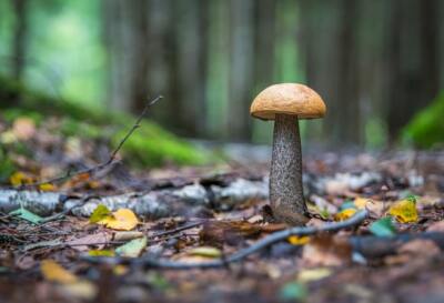 MUSHROOMS *2X3 FRIDGE MAGNET* FUNGUS PORTOBELLA SPORES MORELS TRUFFLES FOREST