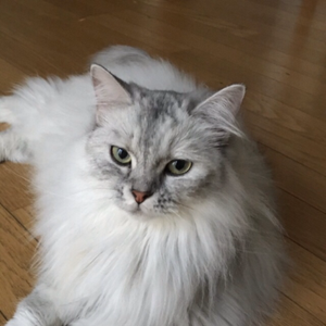 takumiyabi | eBay Stores