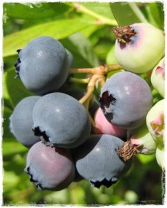 Pianta di MIRTILLO CONILOPIDE O'NEAL 'Vaccinium Ashei ...