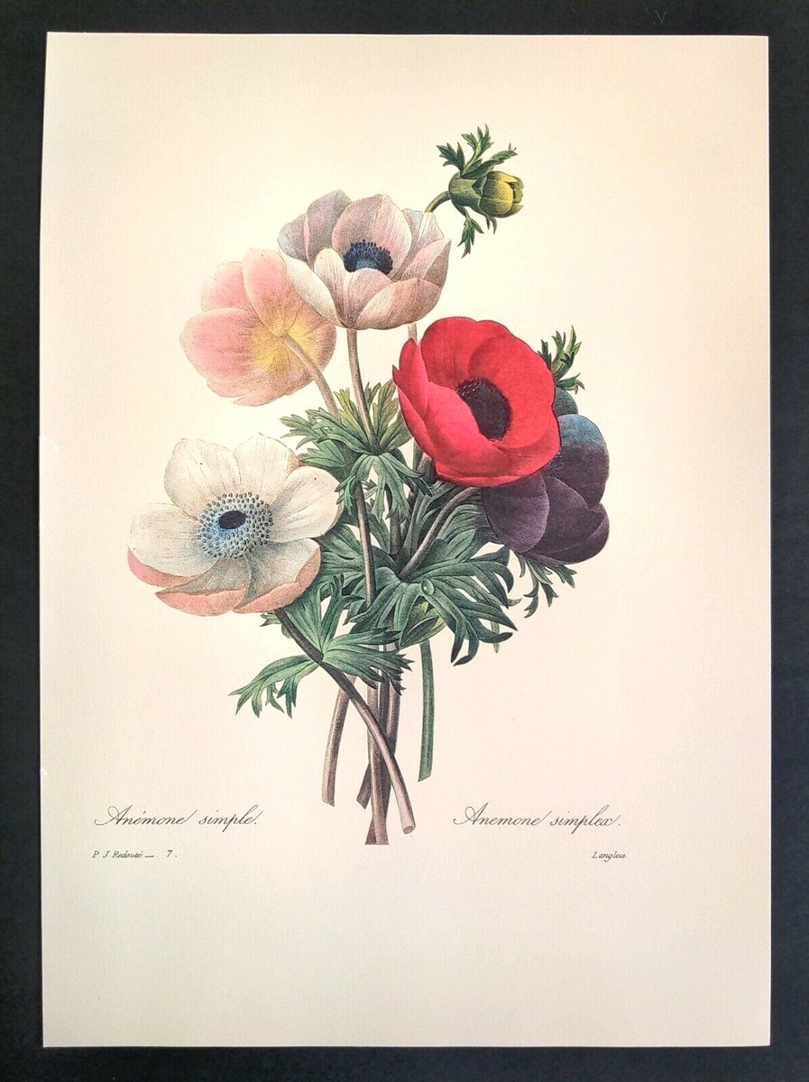 絵画 anemone Haeckel's Actiniae Sea Anemones Print - Vintage Ocean Art