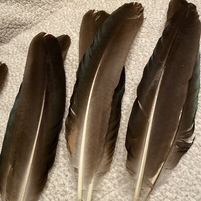 Peacock Wing Feather Pairs