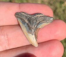 Hemipristis serra Fossil Snaggle Shark Tooth Virginia, Hemi