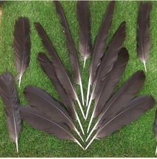30 x Carrion Crow / Rook feathers 
