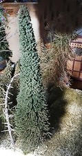 G SCALE 10-13" HAND MODIFIED STORE-BOUGHT PINE TREES