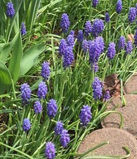 5 blue GRAPE HYACINTS from my organic garden - an eye-catcher as a BEET EDGING