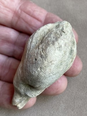 Fl  Fish Ballast Bone Species Not Determined Indian River Co Fl