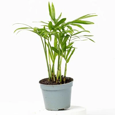 OME Chamaedorea elegans Parlour Palm 6cm Live Tropical Terrarium Plant Easy Fast-gro
