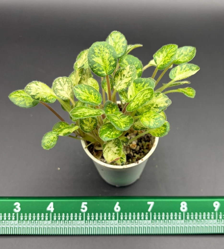 euphorbia trigona variegata Euphorbia Mint Cream Houseplant with Planter - Medium (10-12" tall) Top Half Dusty Rose Planter