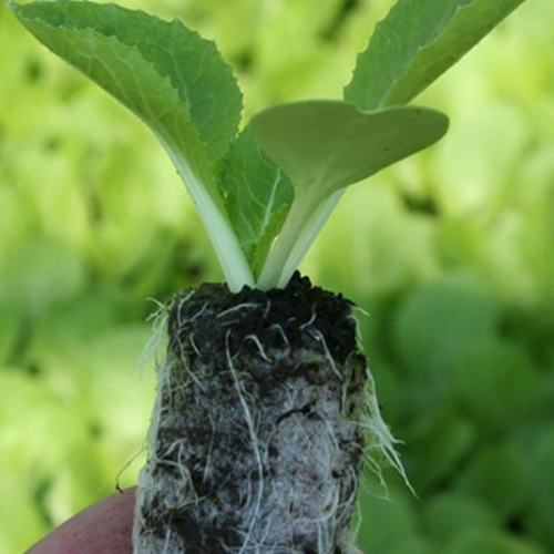 Jiffy 7 Peat Pellets Propagation Compost Plug Seed Hydroponic Organic