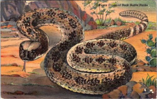 TEXAS Diamond Back RATTLE SNAKE Linen Postcard - Curt Teich - Picture 1 of 2