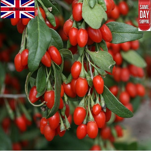 Goji Berry | 25+ seeds | Wolfberry | Fully hardy | Same day dispatch - Picture 2 of 3