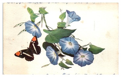 Postcard: California Sister butterfly and blue morning glories postcard