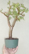 Crassula Ovata Jade Pre Bonsai Dwarf Kifu Fat Trunk Nice Nebari Succulent