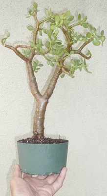black raven glcksfeder Zamioculcas Zamiifolia 'Raven' (Schwarze Glcksfeder)  Foliage Dreams