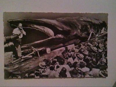 AK. Jonah, the Giant Whale. USA. Orig. Photo. s/w.