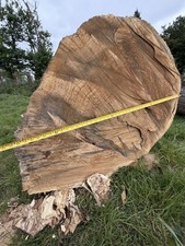 2 Large Oak  Tree Trunks Log Milling