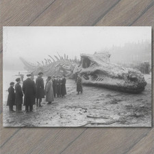 POSTCARD Victorian Sea Monster Skeleton Crowd...