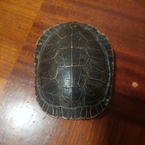 Turtle Shell Taxidermy  5inch by 4inch