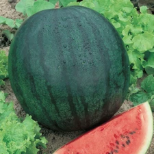 SUGAR BABY WATERMELON 5 FRUIT SEEDS FREE USA SHIPPING