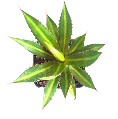 Agave lophantha 'Splendida'