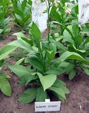 1000 White Gold Tobacco Seeds ~ Heirloom Non-GMO Nicotiana Tabacum - Fast Grow!