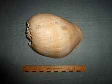 ### Melo broderipii  - Voluta - Riesenmuschel - ca. 27 cm  - Top - Deko ##