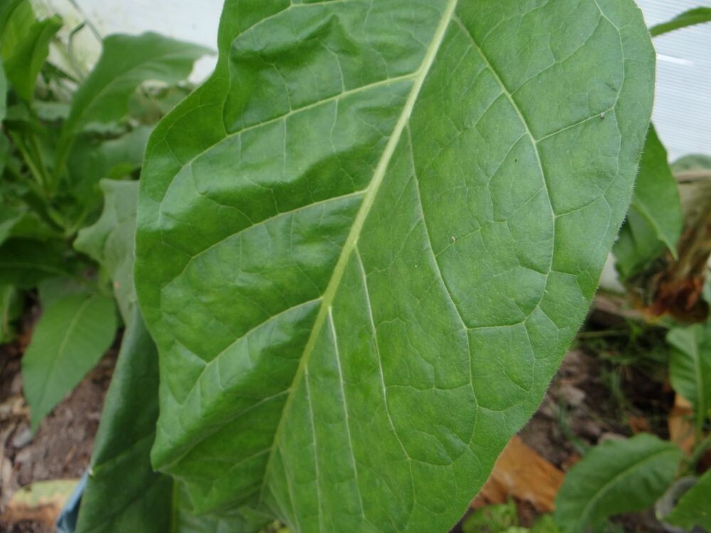 Tobacco seёds, 1000 seёds Orinoco Tobacco Lizard tail Nicotiana SW1112  +TRACK №
