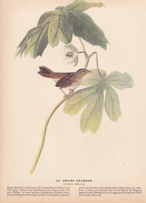Audubon 1942 Vintage Birds #64 ''Swamp Sparrow'' Full Color Art Plate Lithograph